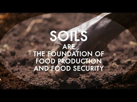 The Status of the World’s Soil Resources