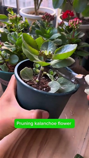 Pruning kalanchoe flower #flowers #gardenflower