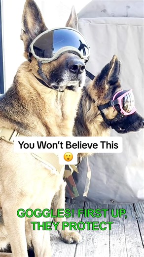 Your German Shepherd may benefit from eye protection sooner than later.