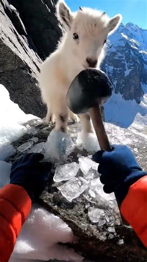 A mountain goat kid trembles on a slick ledge, hooves fused by frozen runoff From first person view