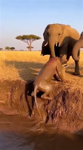 🐆 RARE! Elephant Saves Leopard! 🐾 【衝撃】ゾウが天敵のヒョウを助ける！？