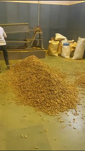 Turmeric (Haldi) Grinding plant automatic 📲📞☎️ 91 88716 86000 | Punjab Engineering Corporation