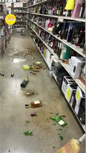 Raccoon breaks into bottle shop, passes out | Today Show Australia