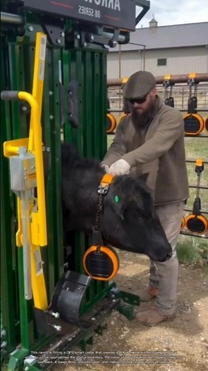 How GPS Collars Let Farmers Move Cattle Without Fences #rurallife #livestocklife #farming
