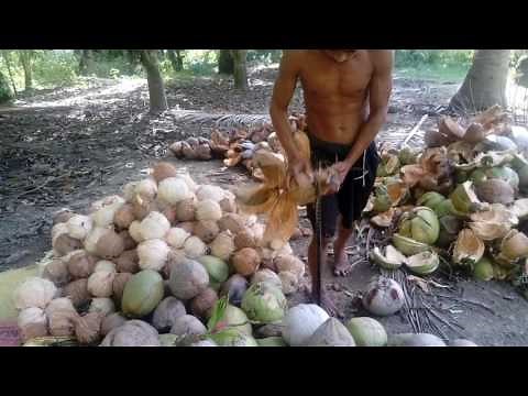 Best way of coconut husk removal