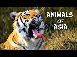 Animals of Asia 4K | Stunning Wildlife & Nature Relaxation Film