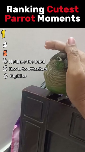 Ranking the Cutest Bird Moments 🐦💕