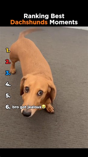 Ranking Best Dachshunds Moments #shorts