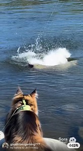 Catching A Goonch Catfish! | Ronald Stanley