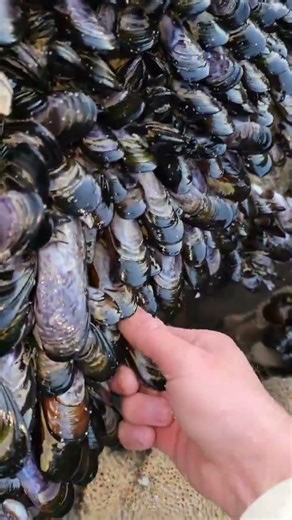 shellfish harvesting process #shorts