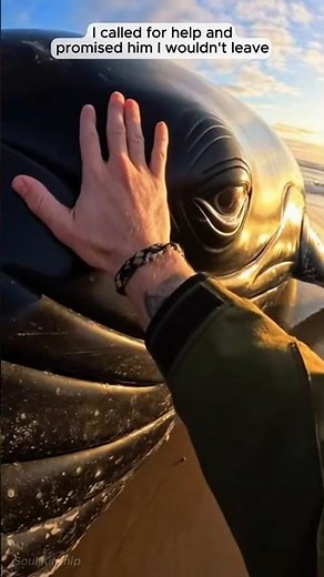 I Stayed 12 Hours with a Stranded Whale (One Year Later on My Yacht) (POV)