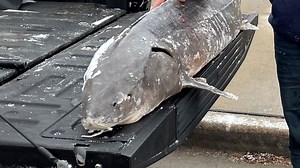 Lake Winnebago sturgeon spearing continues as anglers gather for day two of the season