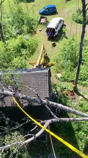 Removing an aspen tree off a barn