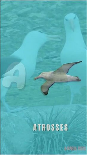 Birds A to Z for Kids Learn Alphabet with Real Birds & Sounds Toddler & Preschool Learning Video