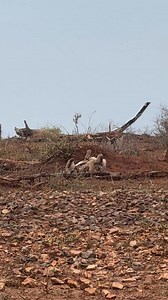 8.6M views · 42K reactions | Hyena Sleeping On Its Back  #sleep #animals #wildlife | Wildest Kruger Sightings | Facebook