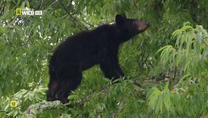 Национальные парки Америки Грейт-Смоки-Маунтинс Americas National Parks Great Smoky Mountain (2015)