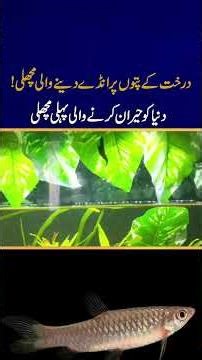 The Fish That Lays Eggs on Tree Leaves — Reality or Myth? #youtubeshorts