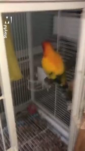 'Do the cage dance!' 🎶🐕 Watch until the end for the best bird dance of all time 😂🐦 | Metro