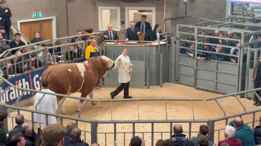 Lot 339 – Corskie Randy 24 from WJ & J Green sold for 12,000 at Todays Stirling Bull Sales on 20th October 2025. | British Simmental Cattle Society
