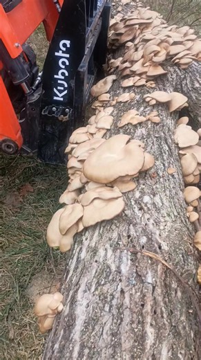 #foraging | Forste Fix All