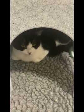 the spinning cats 🐈 cats cats song