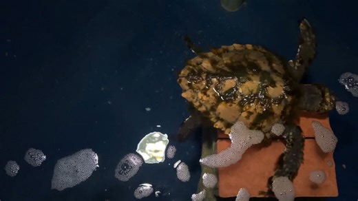 Kleines Wunder auf Sylt: Junge Meeresschildkröte strandet auf Kampen