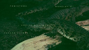 40K views · 200 reactions | Looking for somewhere to take the kids this half-term? Come to the UK's only Crocodile Zoo, located in Brize Norton Oxfordshire you're sure to all have a wild time! www.crocodilesoftheworld.co.uk | Crocodiles of the World | Facebook