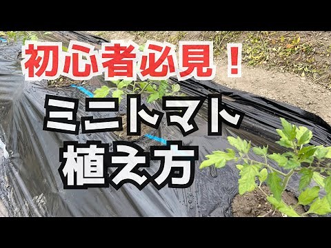 [Complete guide] From field preparation to planting "Home garden mini tomatoes"