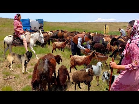 A Journey with a White Donkey to the Mountain Pastures | Pure Air & the True Shepherd Life