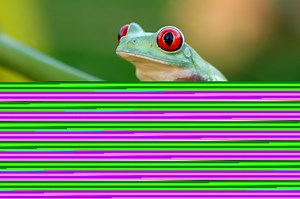 Frog’s Metamorphosis