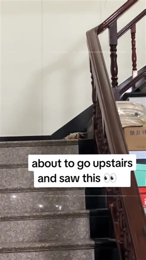 KingJ on Instagram: "They found they way here #kingj2x #funny #alienvspredator #alien #facehugger #xenomorph"