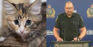 “Horrible” videos of cats tortured, killed lead to arrests in Canada | National