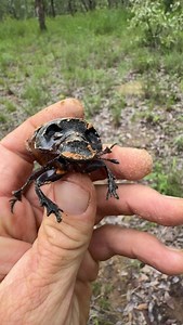 Elephants only digest about 20% of what they eat and so lots of nutrient left for everyone else in their droppings! 🙌🏻🌍 • • • #dungbeetle #elephant #wildlife #fyp #africa #instagood #reels #zimbabwe #zimbabwewildlife #reillytravers #video #ecosystem #followers | Reilly Travers
