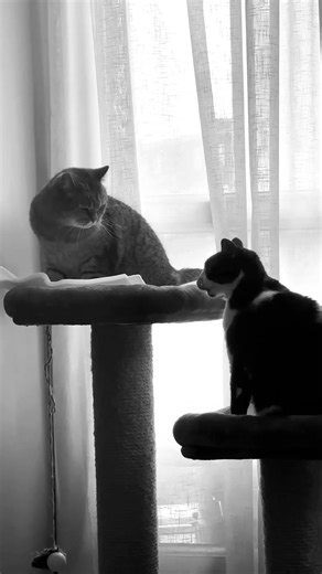 #арчи #луна #любовныеистории