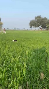 Batair ka shikar jall ka shika English pointer dog ka sath #reelsviralシ #hunting #Batair #quail #quailhunting | Hunter irfan
