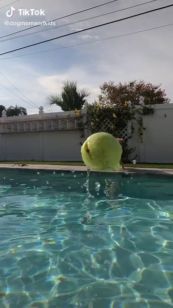 Diving Daisy Exploring underwater adventures with a playful Golden Retriever