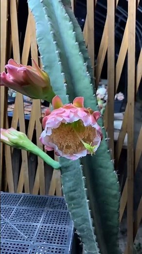 Beautiful cactus flower