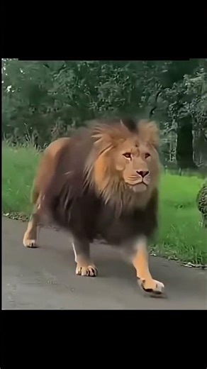Angry lion #funny video#🤣😂🤣😂