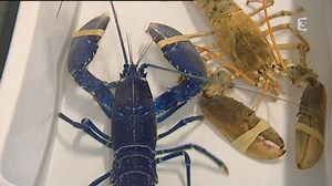 Ce homard bleu est rarissime,le blanc aussi, pêchés tous deux dans la Manche... Pour tout savoir sur les homards rares►http://tinyurl.com/l84qfd8 | France 3 Normandie