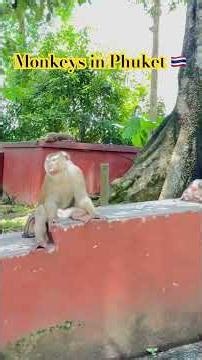 Monkeys in Phuket: Life Close to Nature
