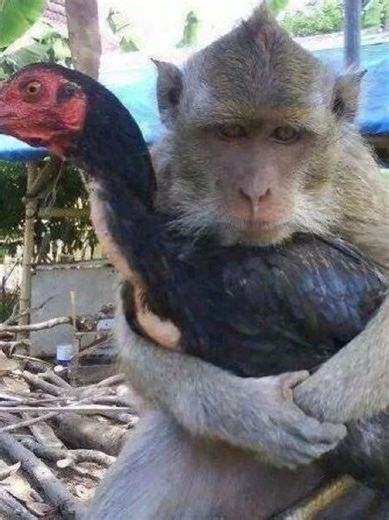 OPEN MEM ALL DEVICE, ADA SYARAT KHUSUS UNTUK HP, DM YAAA #PE #southbronxthetrenches #roblox