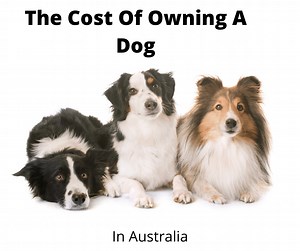 The Cost Of Owning A Dog In Australia (2025 Edition) - gentledogtrainers.com.au