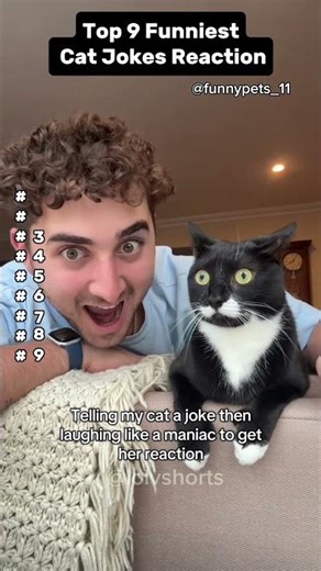 top 9 funniest cat jokes reaction