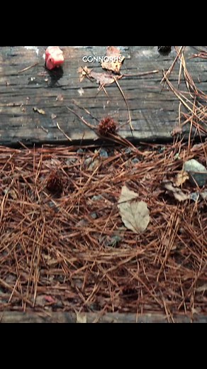 Reply to @connorhs part 4