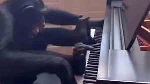 Hilarious video: chimpanzee delivers an epic piano performance