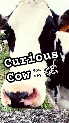Azores: Curious Cow wants to know. #cows #vaca #cow