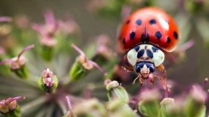 3.6K views · 16 shares | The best way to control Asian lady beetles in your home is through pest-proofing measures to keep them from entering. Learn more: https://bit.ly/33qUV9h | The Spruce | Facebook