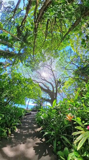 Step into serenity beneath the sweeping canopy of our majestic Monkeypod tree, right by the ocean at Hawai‘i Tropical Botanical Garden. One of our unique trails lets you walk all the way around this incredible tree, inviting you to experience it from every angle. Take a deep breath. Feel the dappled sunlight on your skin, the gentle rustle of leaves in the breeze, and the calming rhythm of waves nearby. Let your senses guide you — notice the shapes of the branches, the vibrant green of the leave