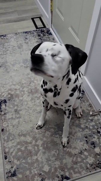 Blind Dog Insights How Dogs Thrive Without Sight