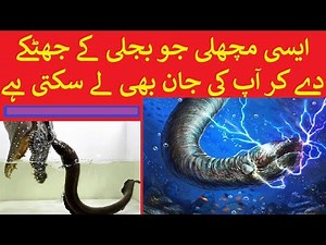 A Fish Which is Electric | Electric EEL in Urdu